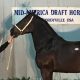 Percheron Mare brings $73,000 at the Mid-America Draft Horse Sale