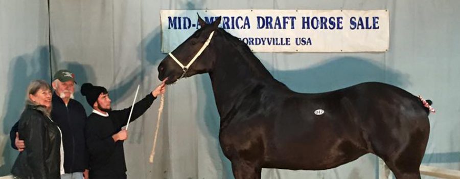 Percheron Mare brings $73,000 at the Mid-America Draft Horse Sale