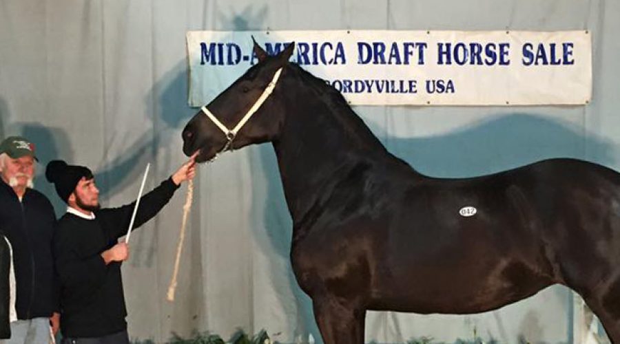 Percheron Mare brings $73,000 at the Mid-America Draft Horse Sale