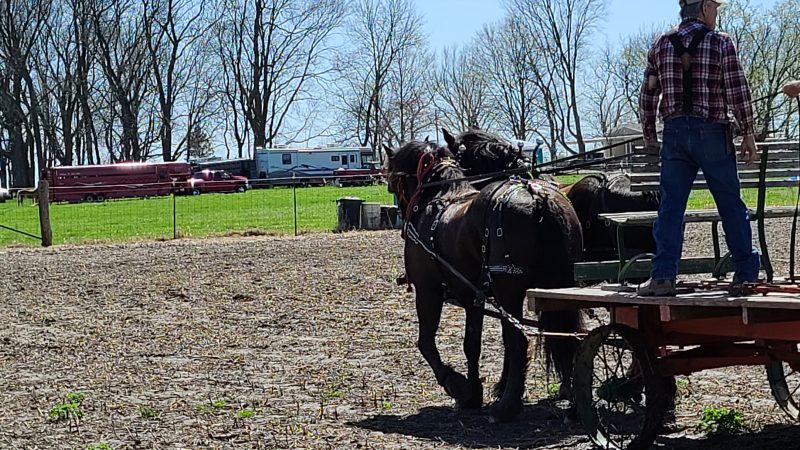 20210409_2 Percheron w-wagon to pasture