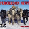 Percheron News Subscription - Image 4